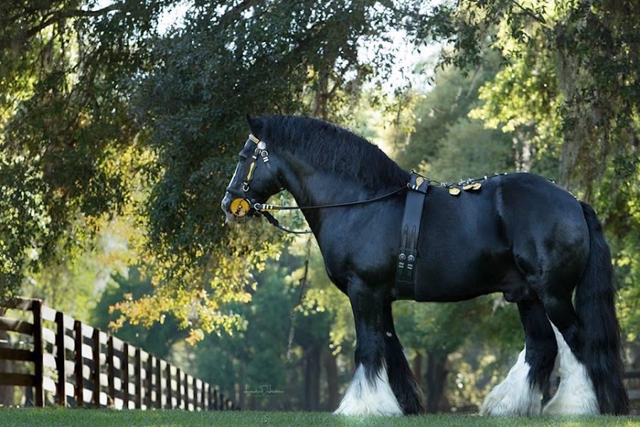 Gypsy Gold Horse Farm