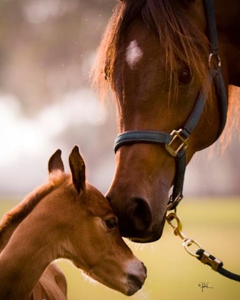 Farm Tours of Ocala
